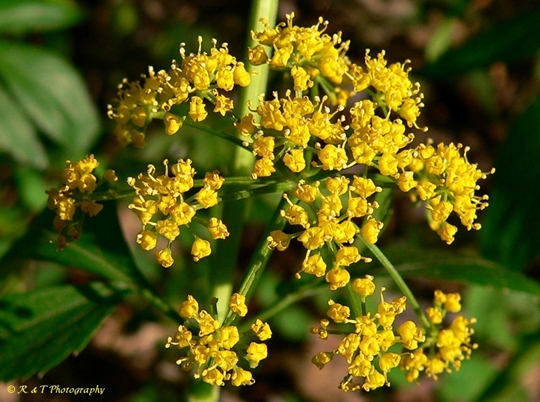 {Zizia trifoliata}
